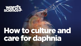 Caring and Culturing for Daphnia [upl. by Cthrine]