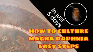 How to Culture Magna Daphnia Easily [upl. by Thatch]