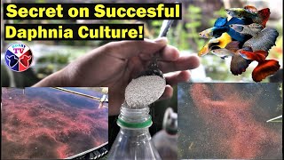 How to Culture Daphnia Successfully [upl. by Rhu]