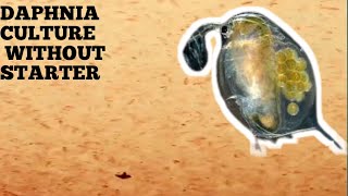 HOW TO CULTURE DAPHNIA NATURALLY WITHOUT A STARTER [upl. by Eirelav]