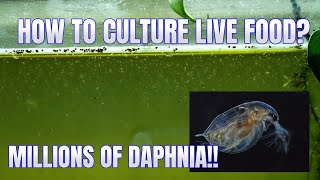 How to Culture Daphnia Secret Method to Breed MILLIONS  Simply Aquatic [upl. by Mano]