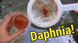 How I Culture Daphnia In Outdoor Tubs [upl. by Akire]