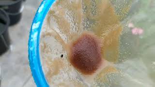 How to culture daphnia moina in a small container Part 1 English Subtitle [upl. by Aryl703]