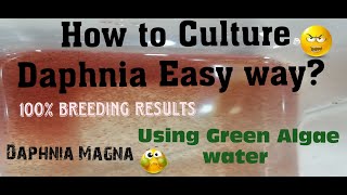 Daphnia MagnaHow to Culture Daphnia Easy wayCulturing Daphnia using Green water Daphnia [upl. by Eellek]