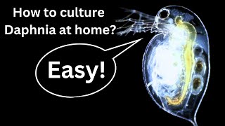 BEST Live Fish Food Beginner guide How to Culture Daphnia at home [upl. by Seiter]