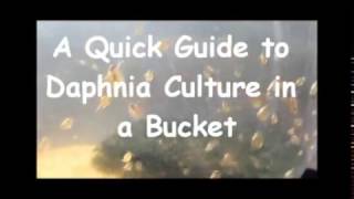 How to culture daphnia outside [upl. by Lawrenson]