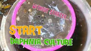 How to culture daphnia moina the easy way 1  Starting the Daphnia culture [upl. by Ongun]