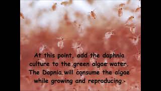 Daphnia  How to grow daphnia in your home [upl. by Walker]