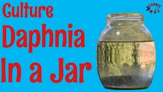 How to Culture Daphnia in a Jar [upl. by Nevarc202]