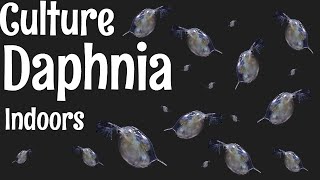 How to Culture Daphnia [upl. by Tertius]