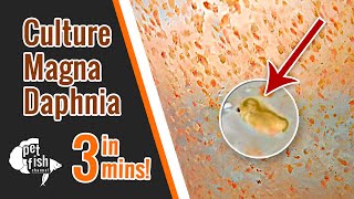 How to culture DAPHNIA MAGNA  The easy way [upl. by Fregger948]