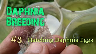 Daphnia Culture made simple and easy 3  Hatching Daphnia eggs [upl. by Royo]