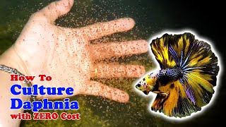 How to Culture Daphnia with ZERO Cost  Unlimited Live Food For Our Fish [upl. by Laerdna536]