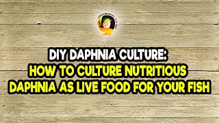 DIY Daphnia Culture How to Culture Nutritious Daphnia as Live Food for Your Fish [upl. by Skillern]