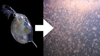 How I Culture Daphnia [upl. by Vaughn]