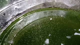 DAPHNIA MOINA CULTURE IN A SMALL BUCKET [upl. by Norramic]