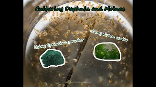 How To Culture Daphnia and Moinas using Green Water Spirulina powder [upl. by Nodnarbal]