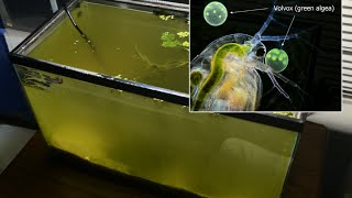 Raising Daphnia for the Freshwater Aquarium [upl. by Draned658]