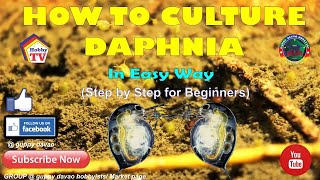 HOW TO CULTURE DAPHNIA In Easy Way [upl. by Milman]